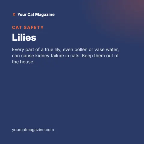 Lilies