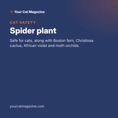 Spider plant