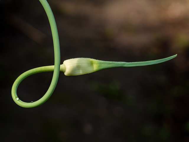 Garlic