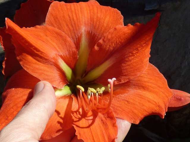 Amaryllis