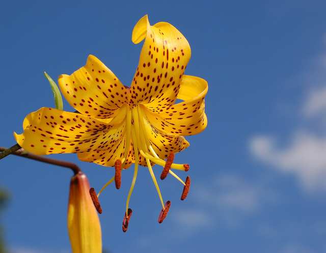 Asiatic lily