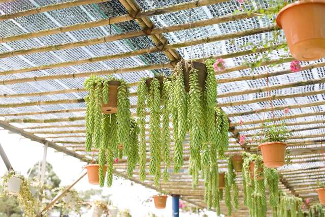 Burro's tail (donkey's tail)