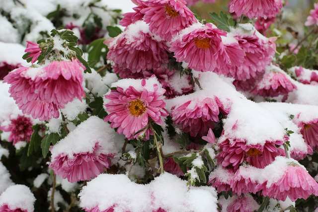 Carnation
