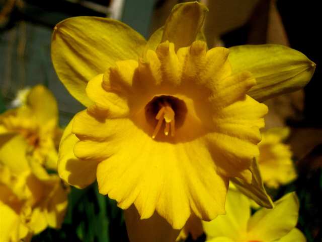 Daffodil