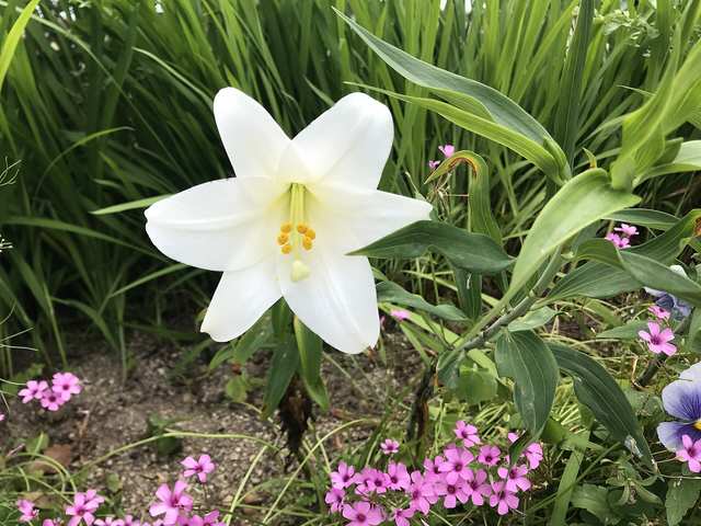 Easter lily