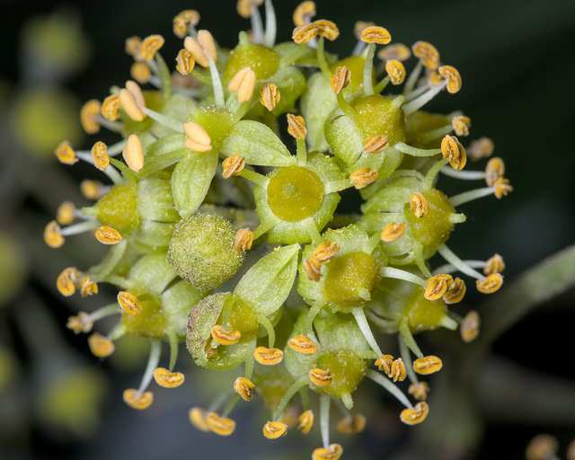 English ivy