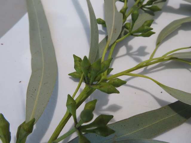 Eucalyptus
