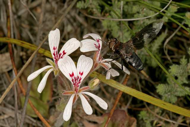 Geranium