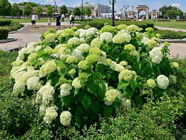 Hydrangea