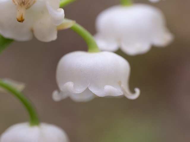 Lily of the valley