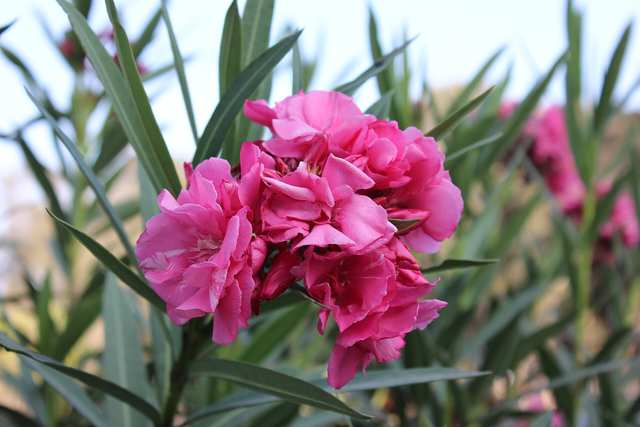 Oleander