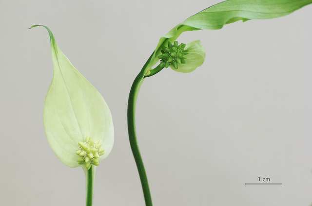 Peace lily