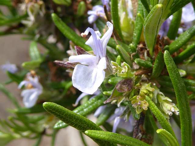 Rosemary