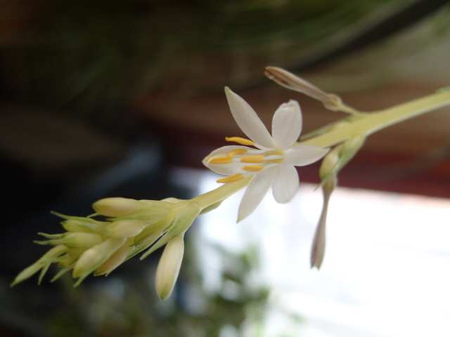 Spider plant