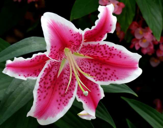 Stargazer lily